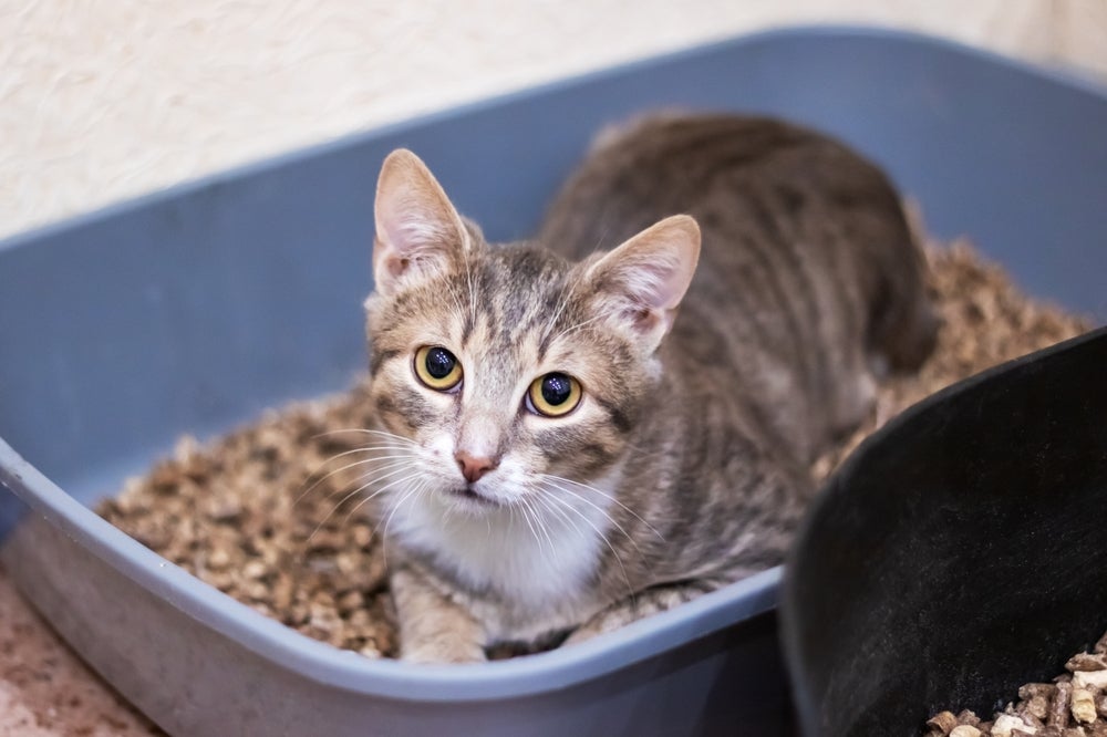 Meu Gato Deita Na Caixa De Areia Saiba Como Descobrir O Motivo E O Que